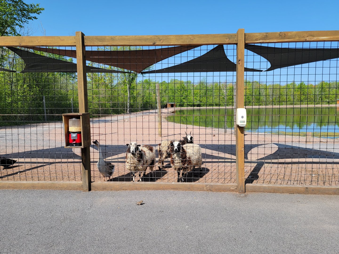Wild Animal Park - Farm animals in large paddock train goes around