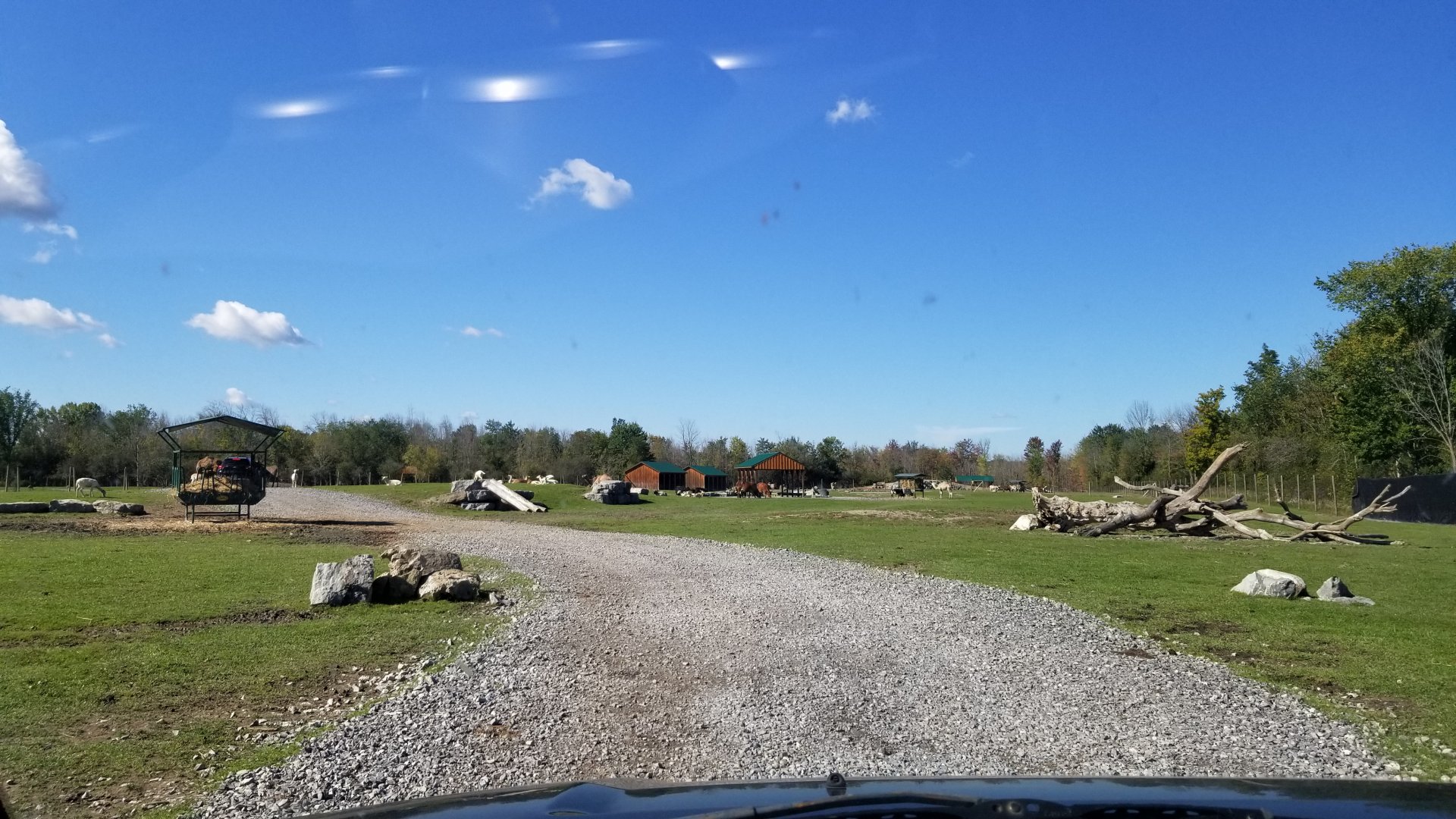 Wild Animal Park - First stretch of drive through