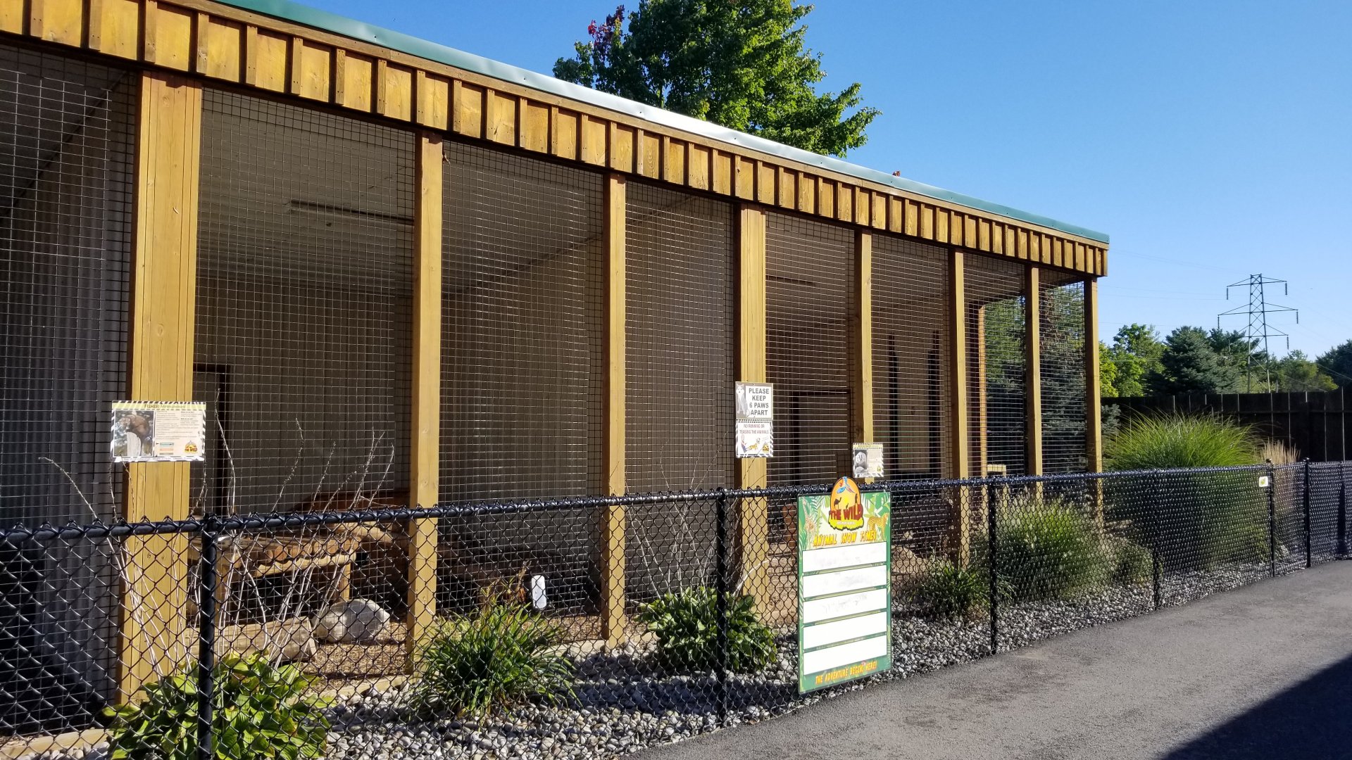 Wild Animal Park - Fisher, American badger