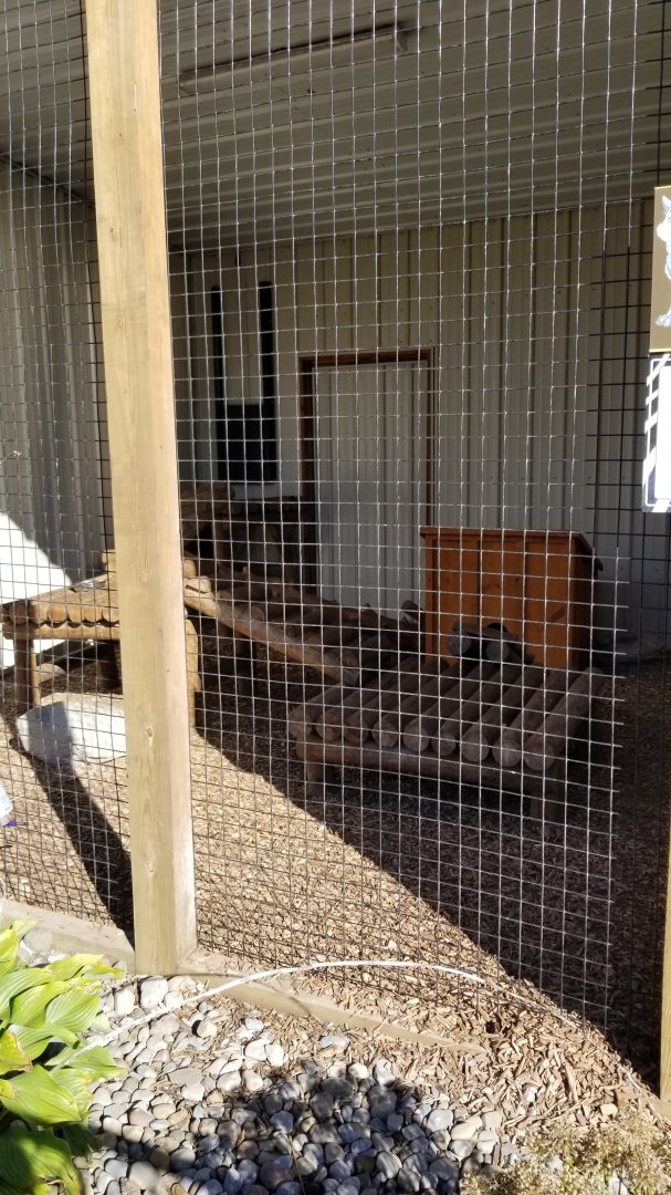 Wild Animal Park - Fisher