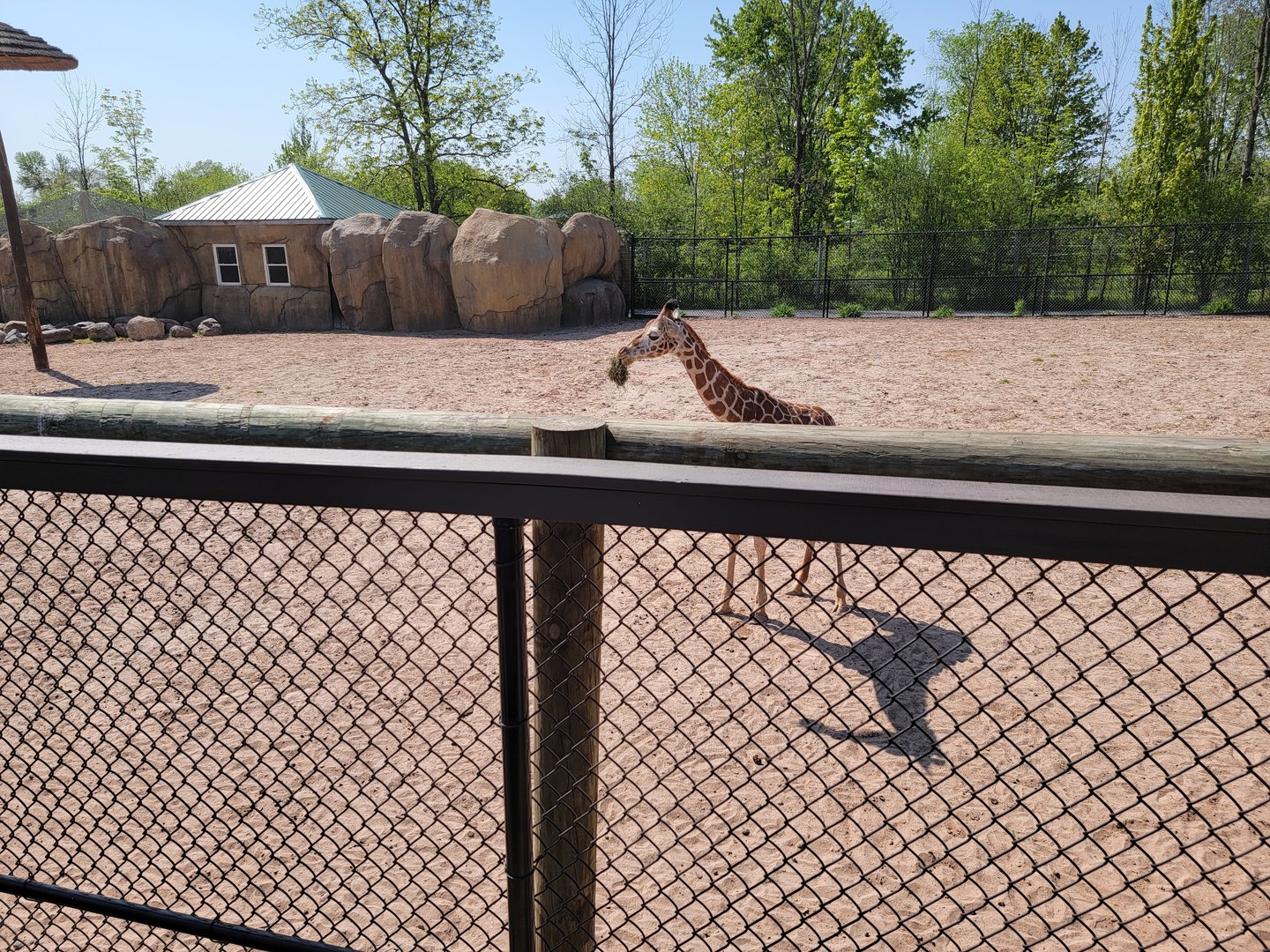 Wild Animal Park - Giraffe calf