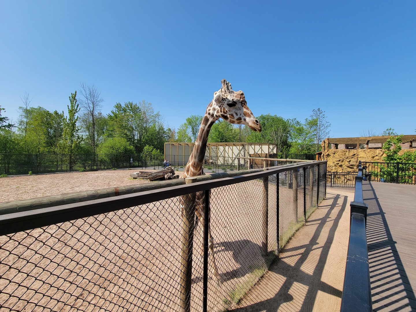 Wild Animal Park - Giraffe, with mountain lion exhibit in background