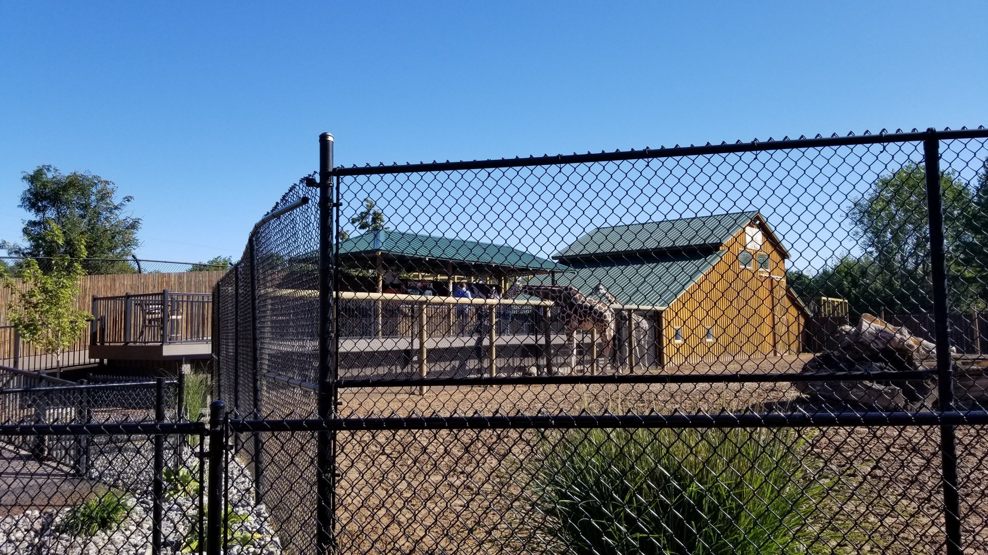 Wild Animal Park - Giraffes