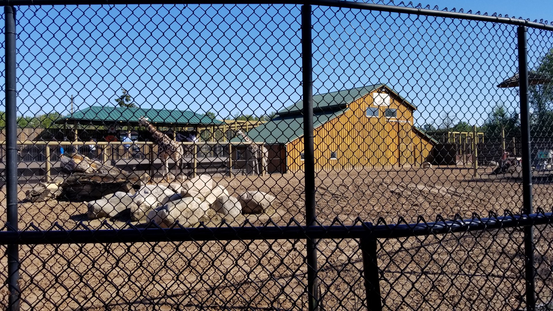 Wild Animal Park - Giraffes