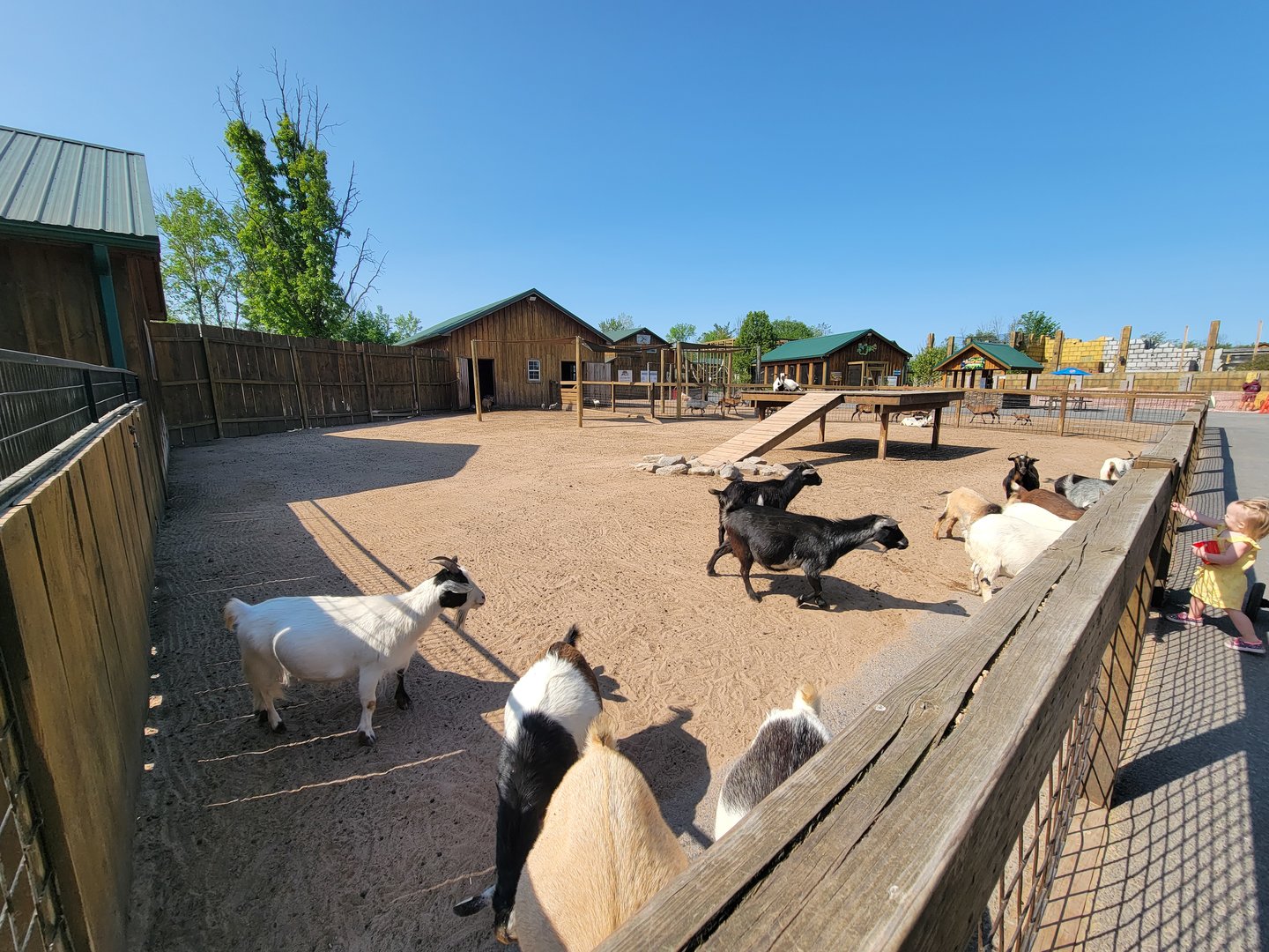 Wild Animal Park - Goat yard