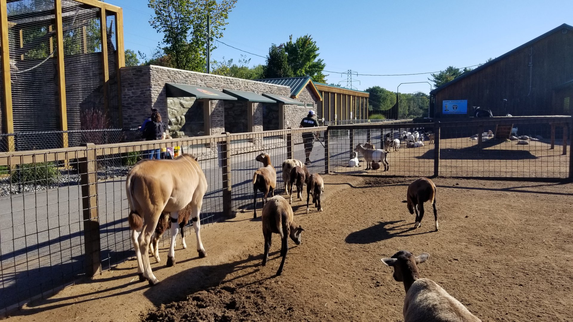 Wild Animal Park - Goats and eland, with ASCO, binturong / fisher / badger in background