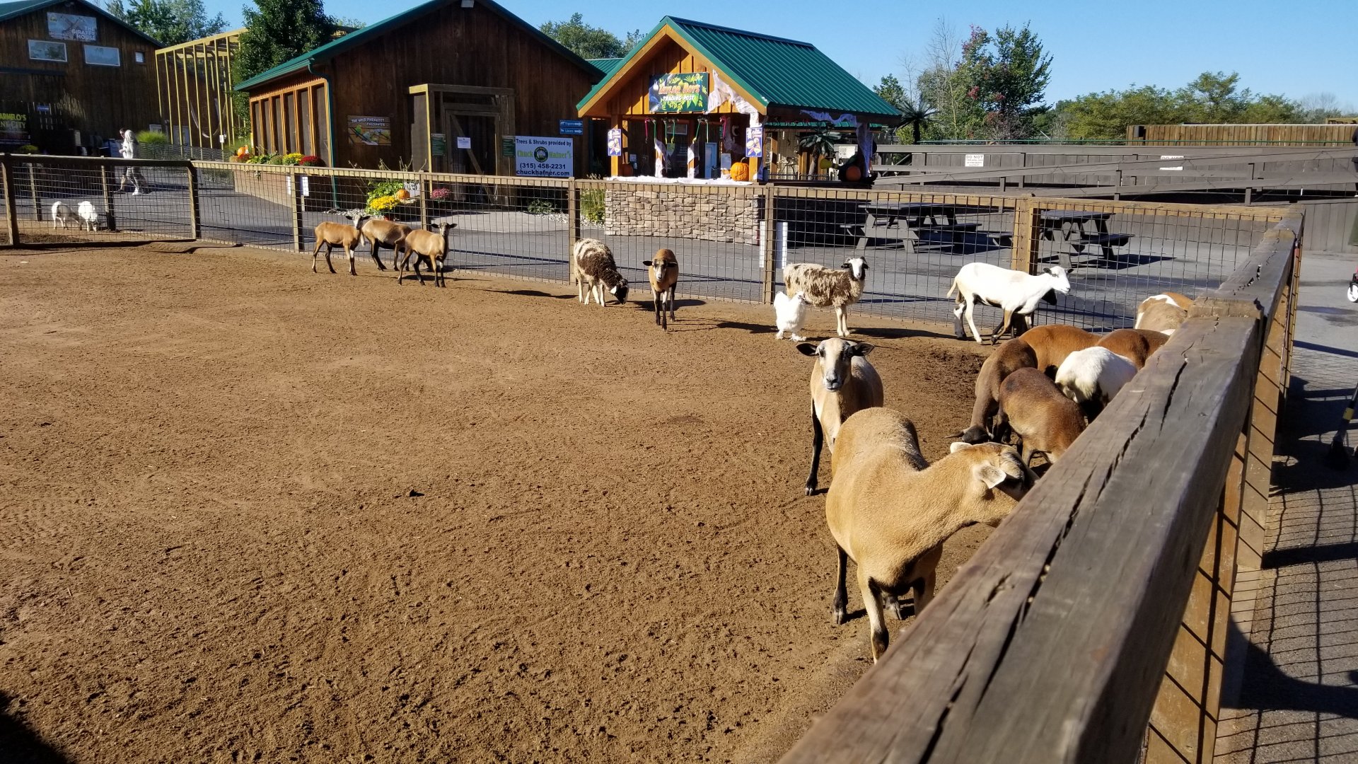 Wild Animal Park - Goats, young eland