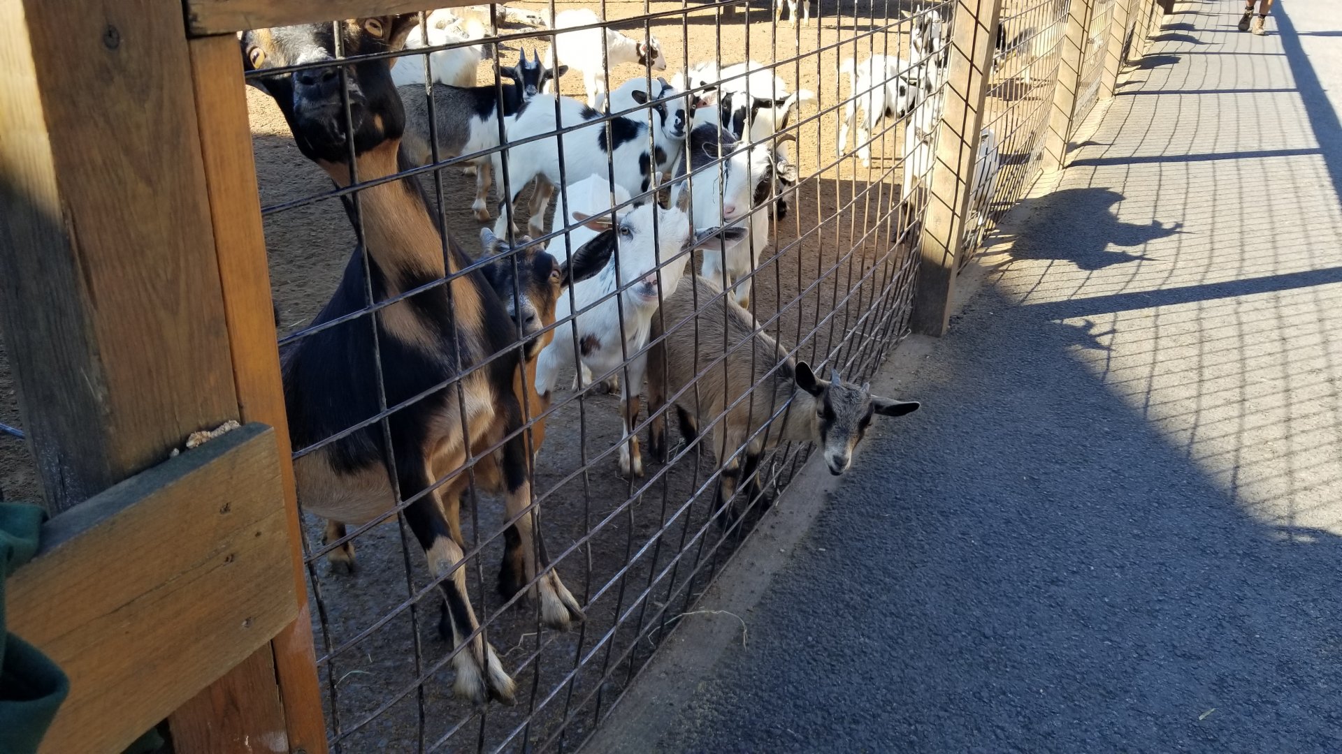 Wild Animal Park - Goats