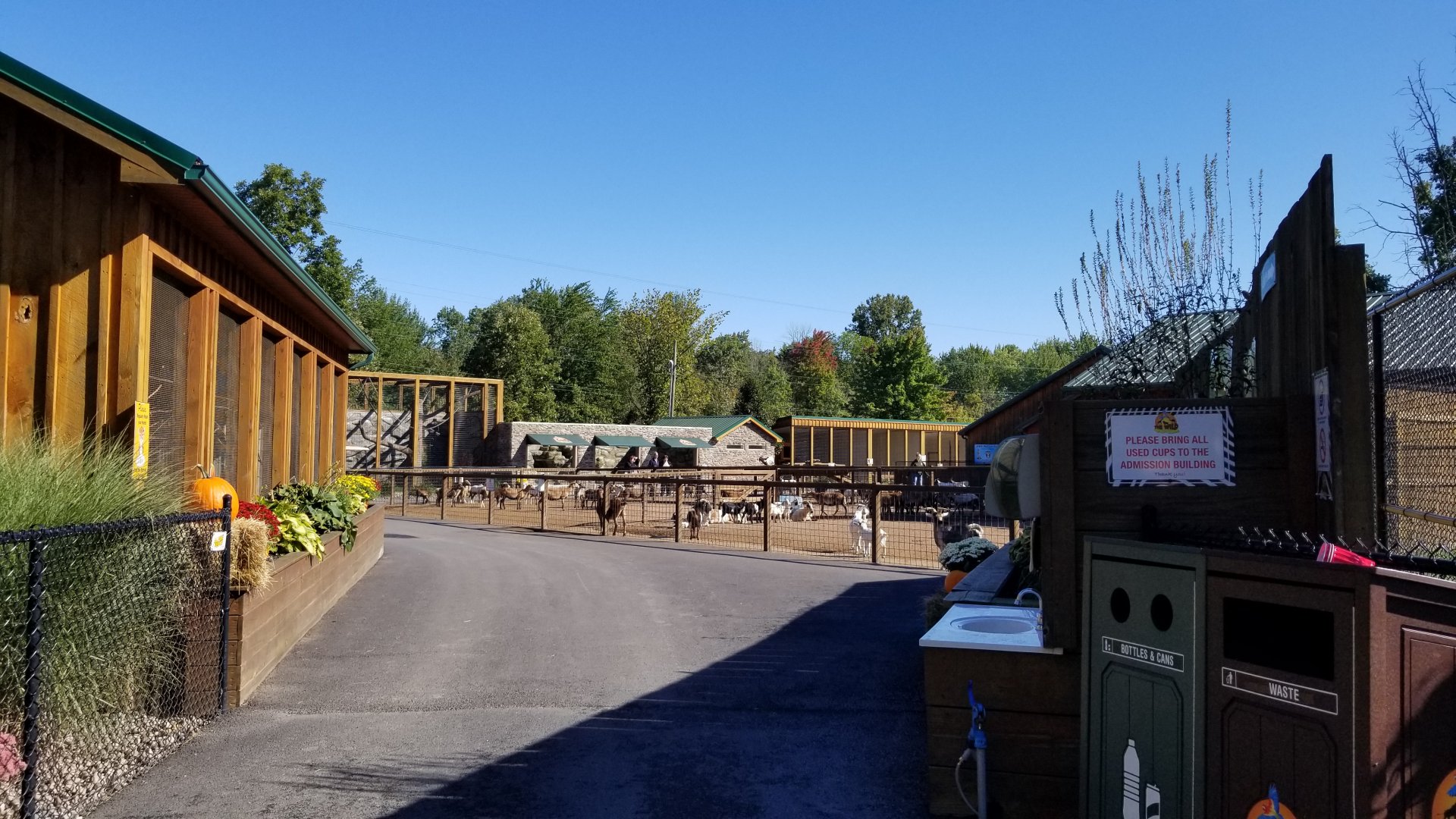 Wild Animal Park - Goats