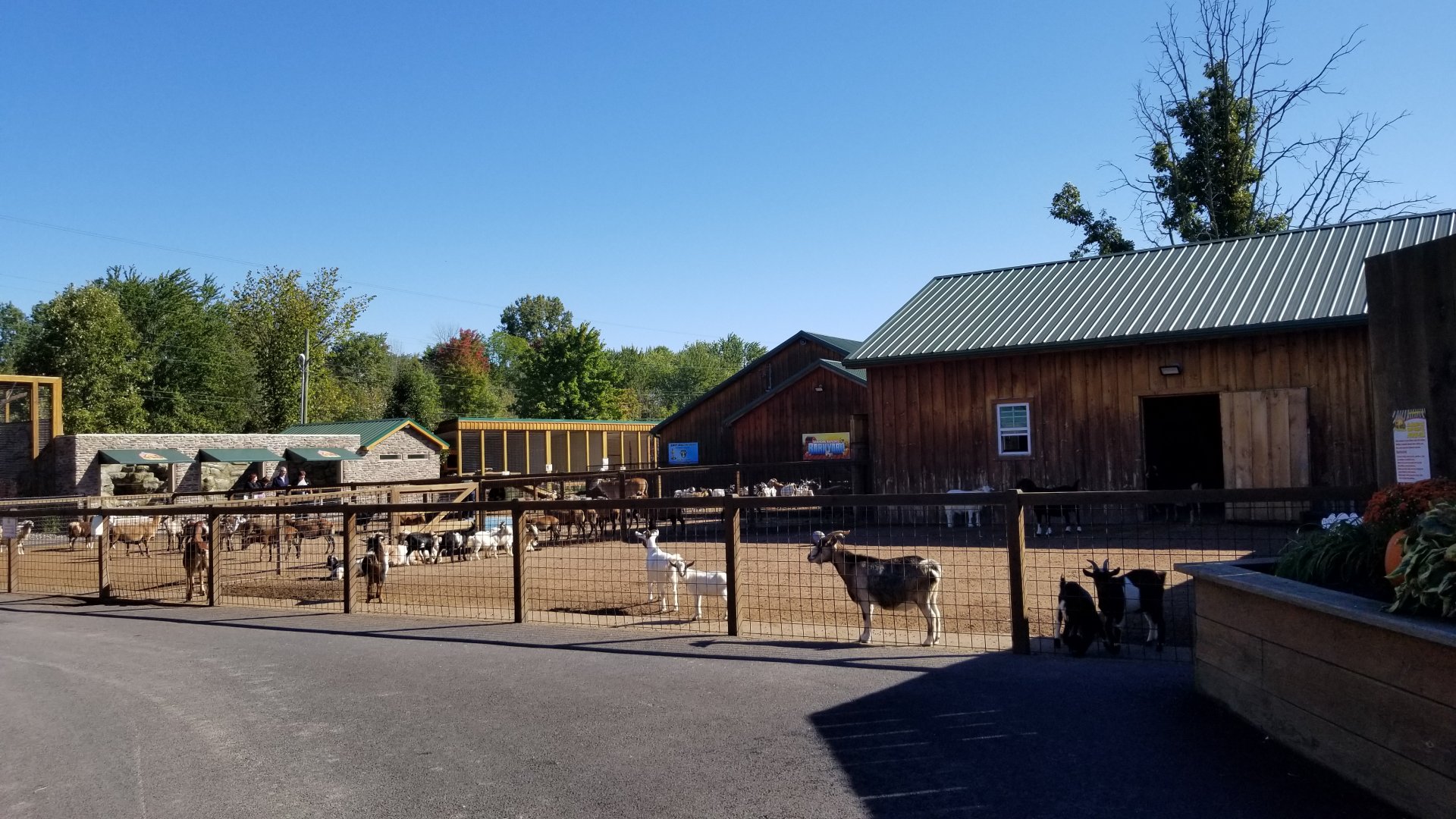 Wild Animal Park - Goats