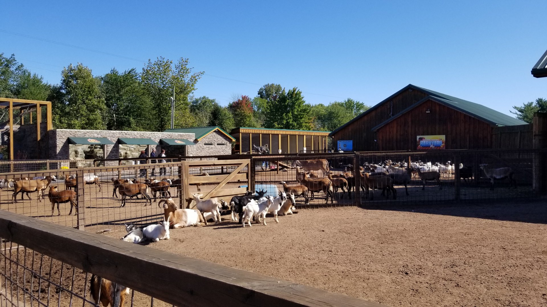 Wild Animal Park - Goats