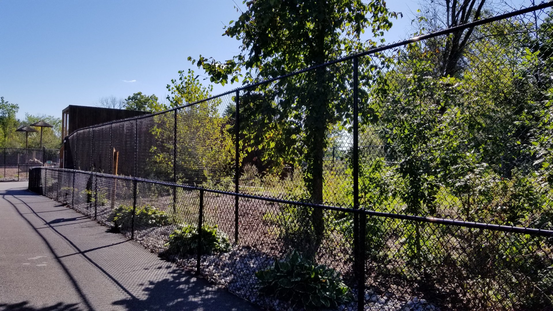 Wild Animal Park - Gray wolves