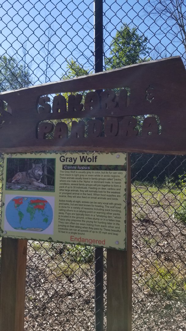 Wild Animal Park - Gray wolves