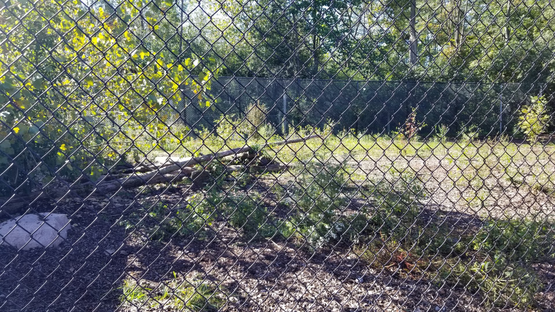 Wild Animal Park - Gray wolves