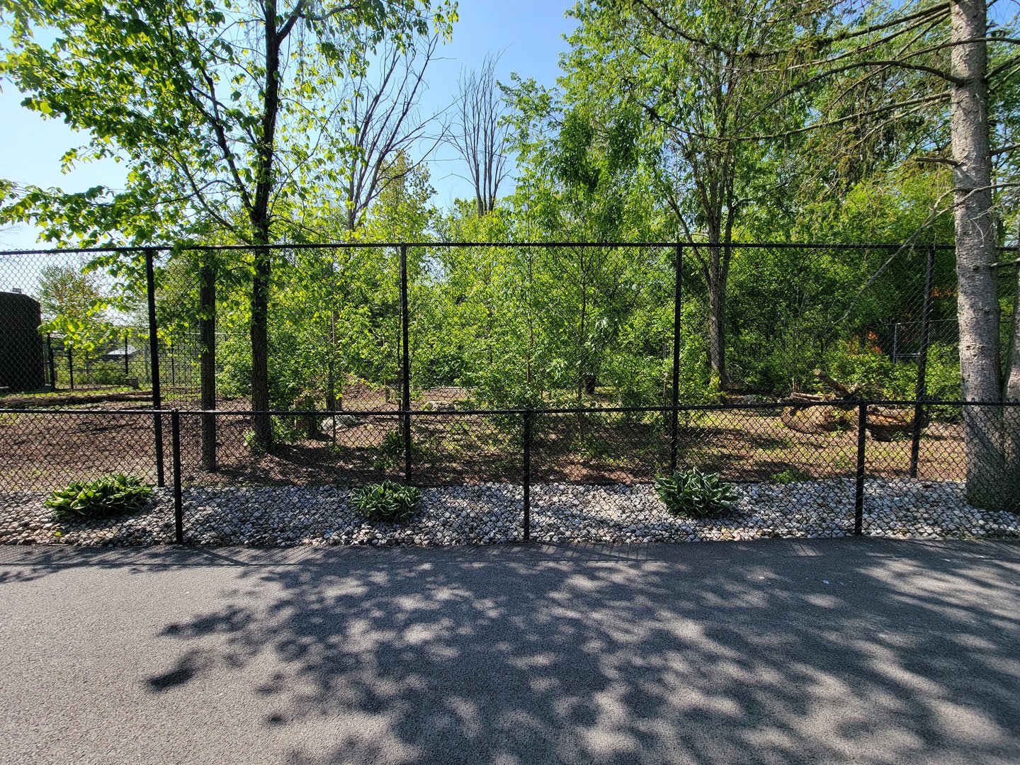 Wild Animal Park - Gray wolves