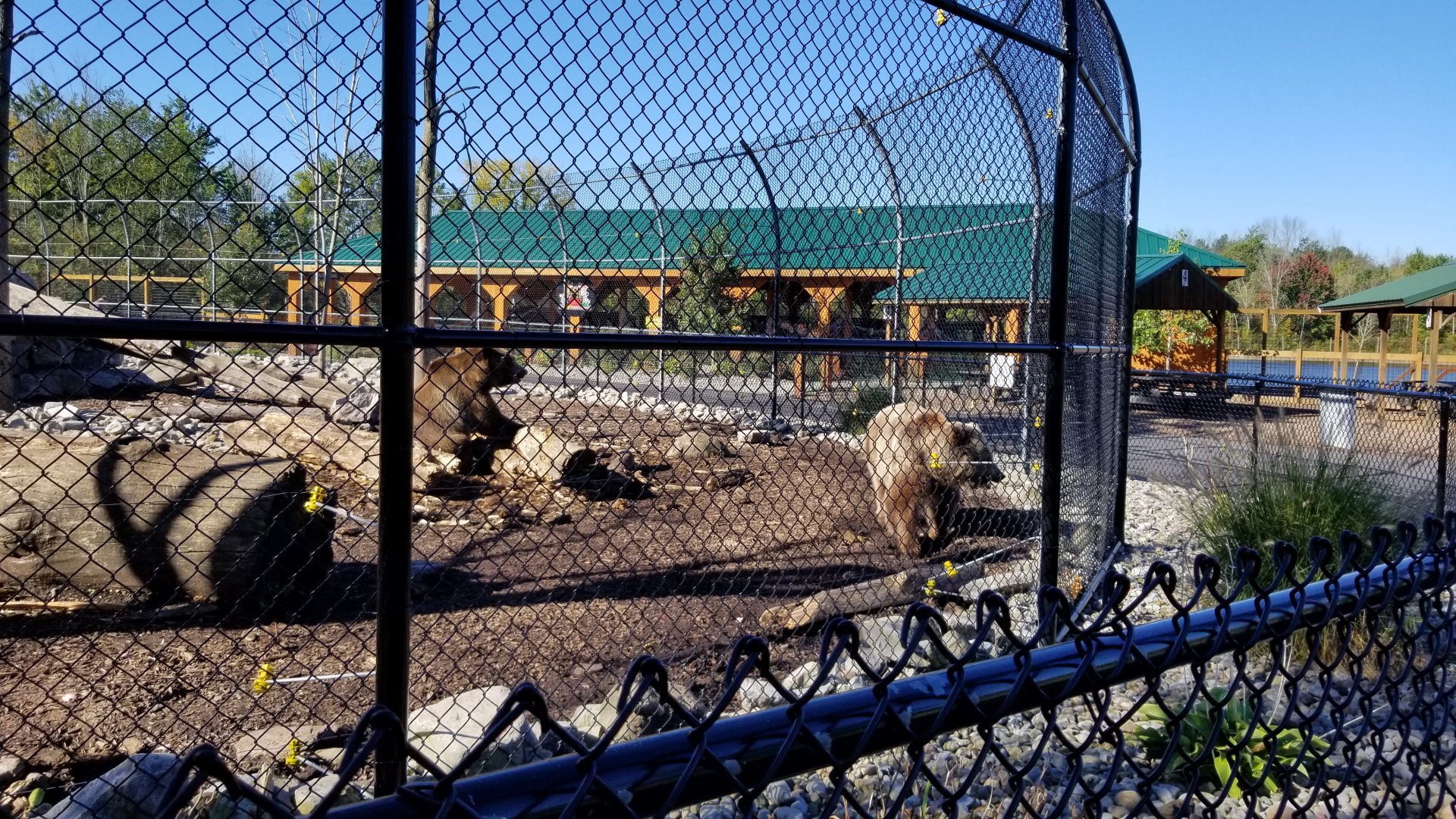 Wild Animal Park - Grizzly bears