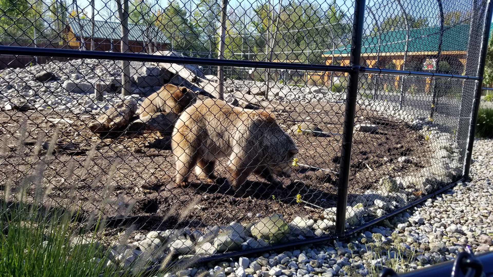 Wild Animal Park - Grizzly bears
