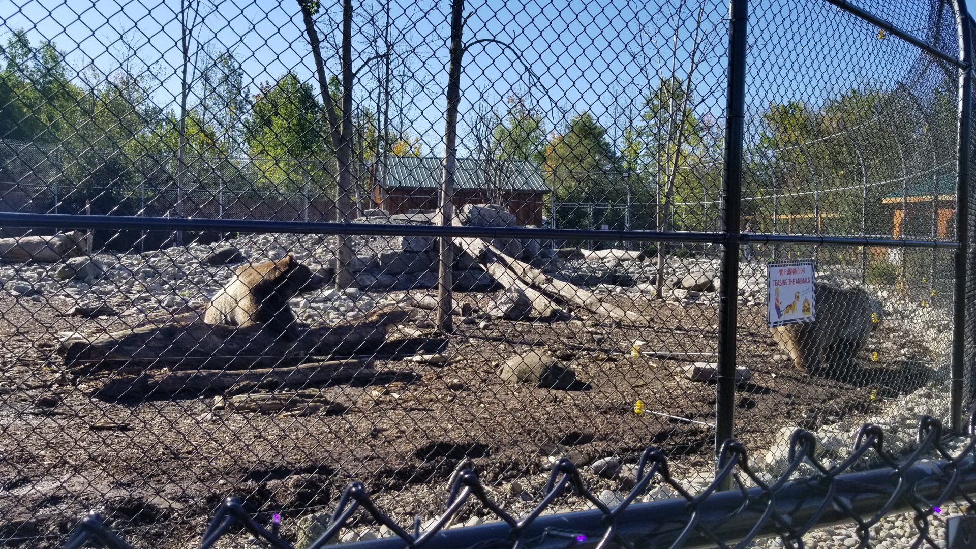 Wild Animal Park - Grizzly bears