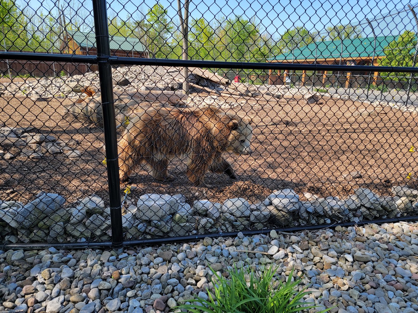 Wild Animal Park - Grizzly bears