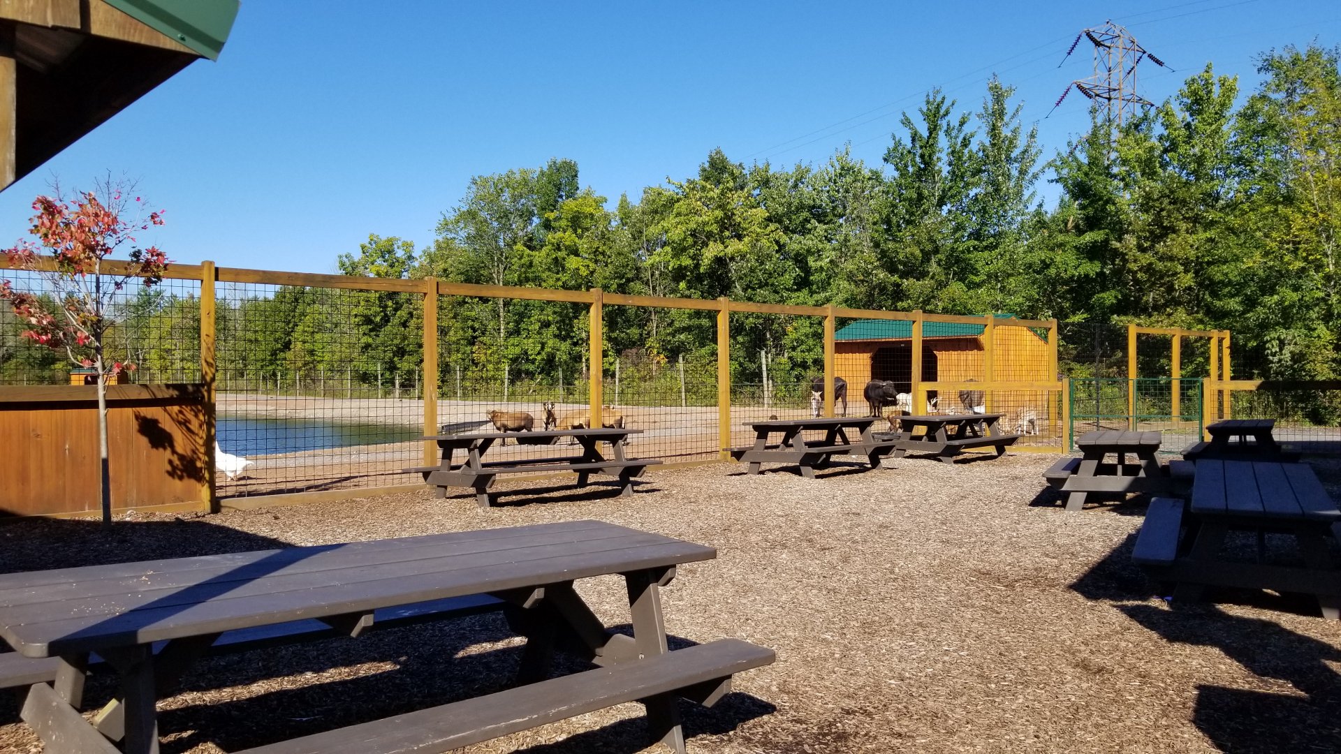 Wild Animal Park - Hoofstock area