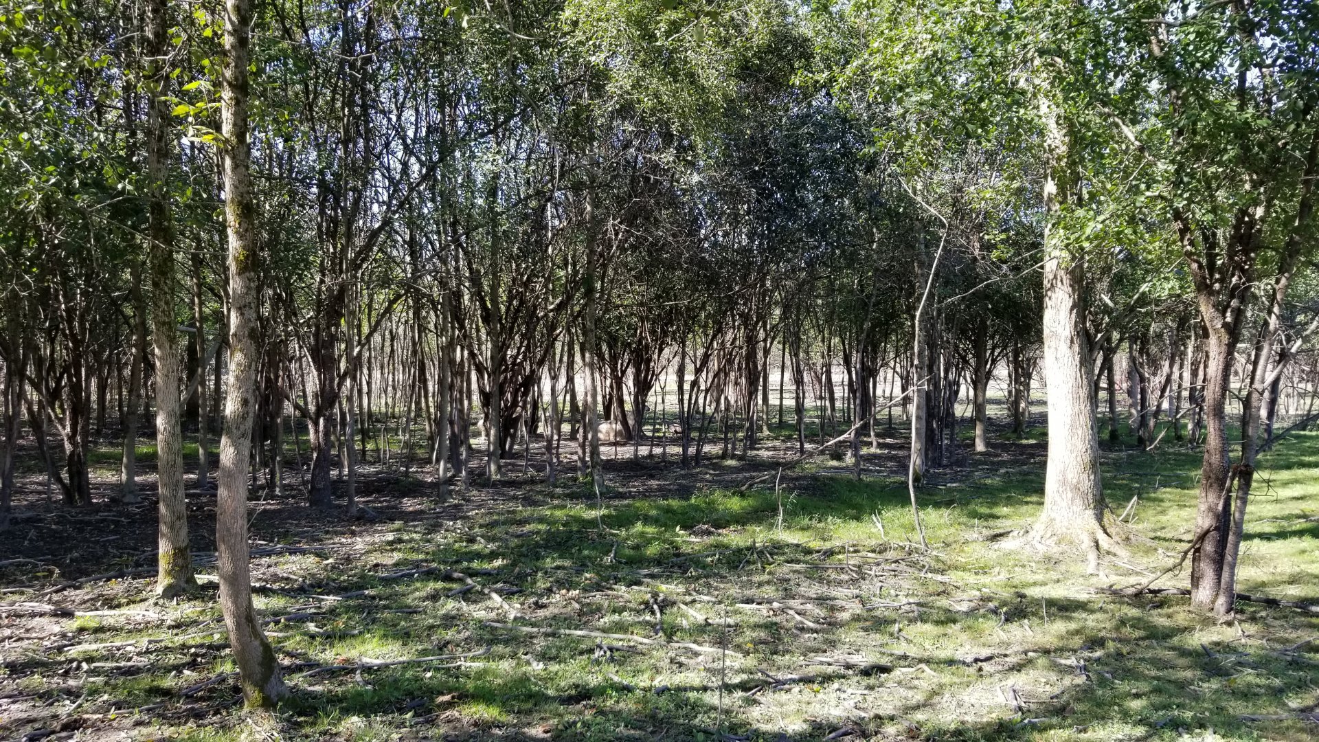 Wild Animal Park - It's really hard to spot animals in some areas!