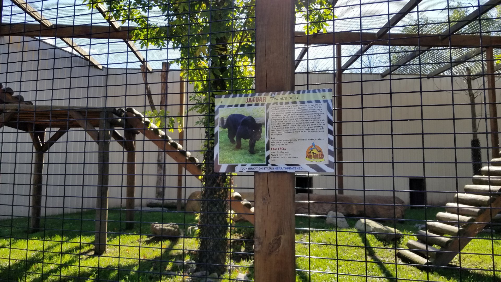 Wild Animal Park - Jaguar