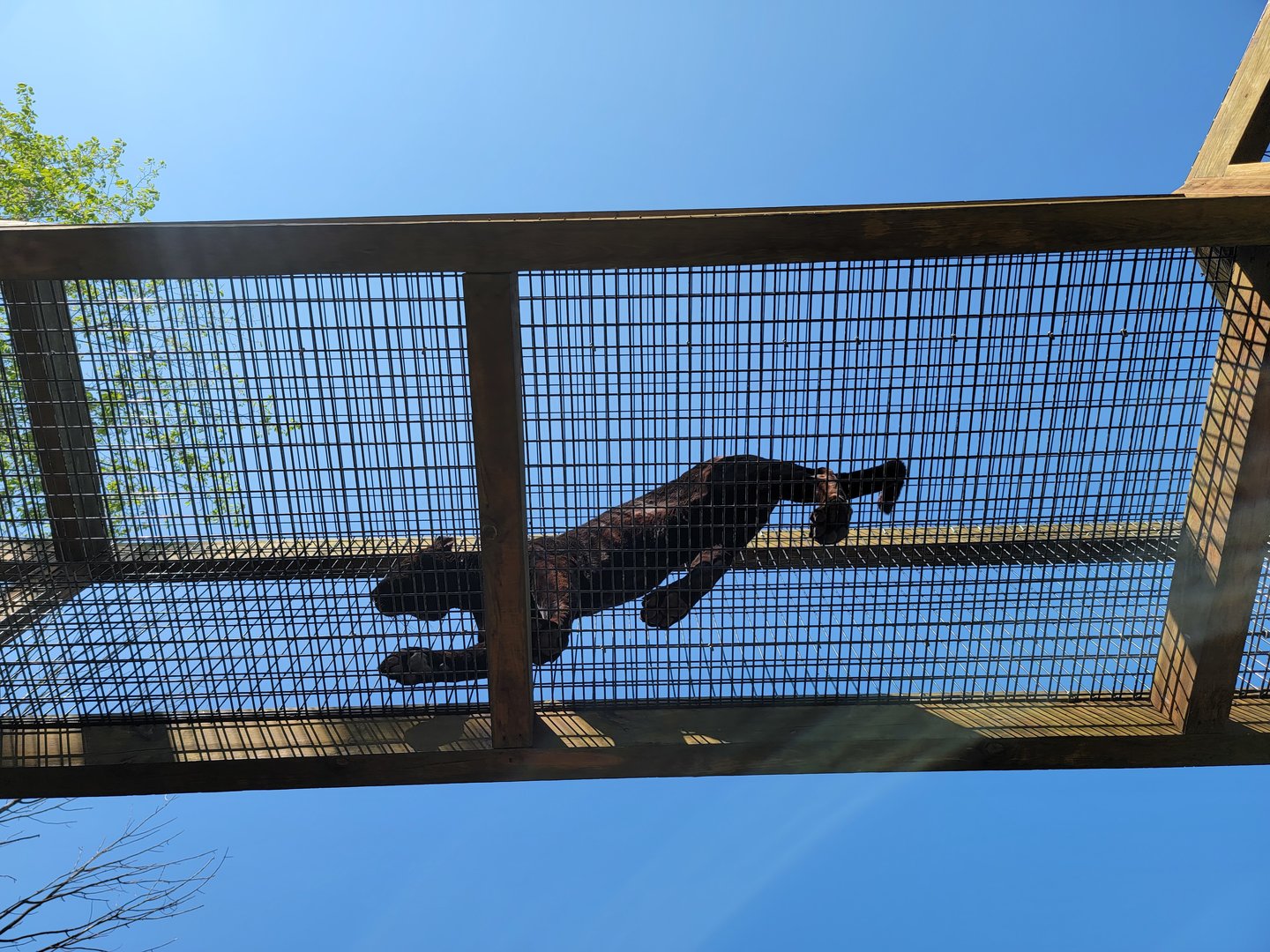 Wild Animal Park - Jaguar