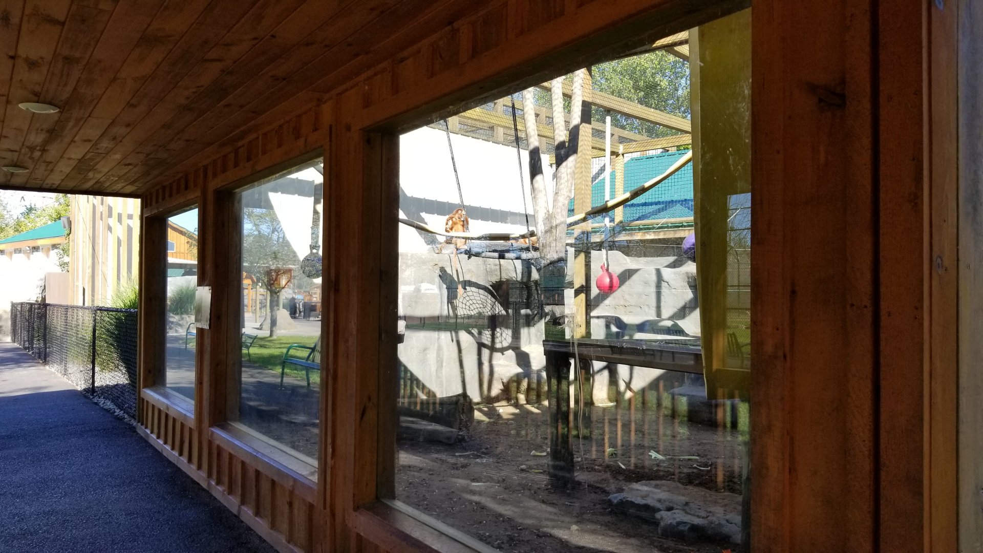 Wild Animal Park - Javan langur