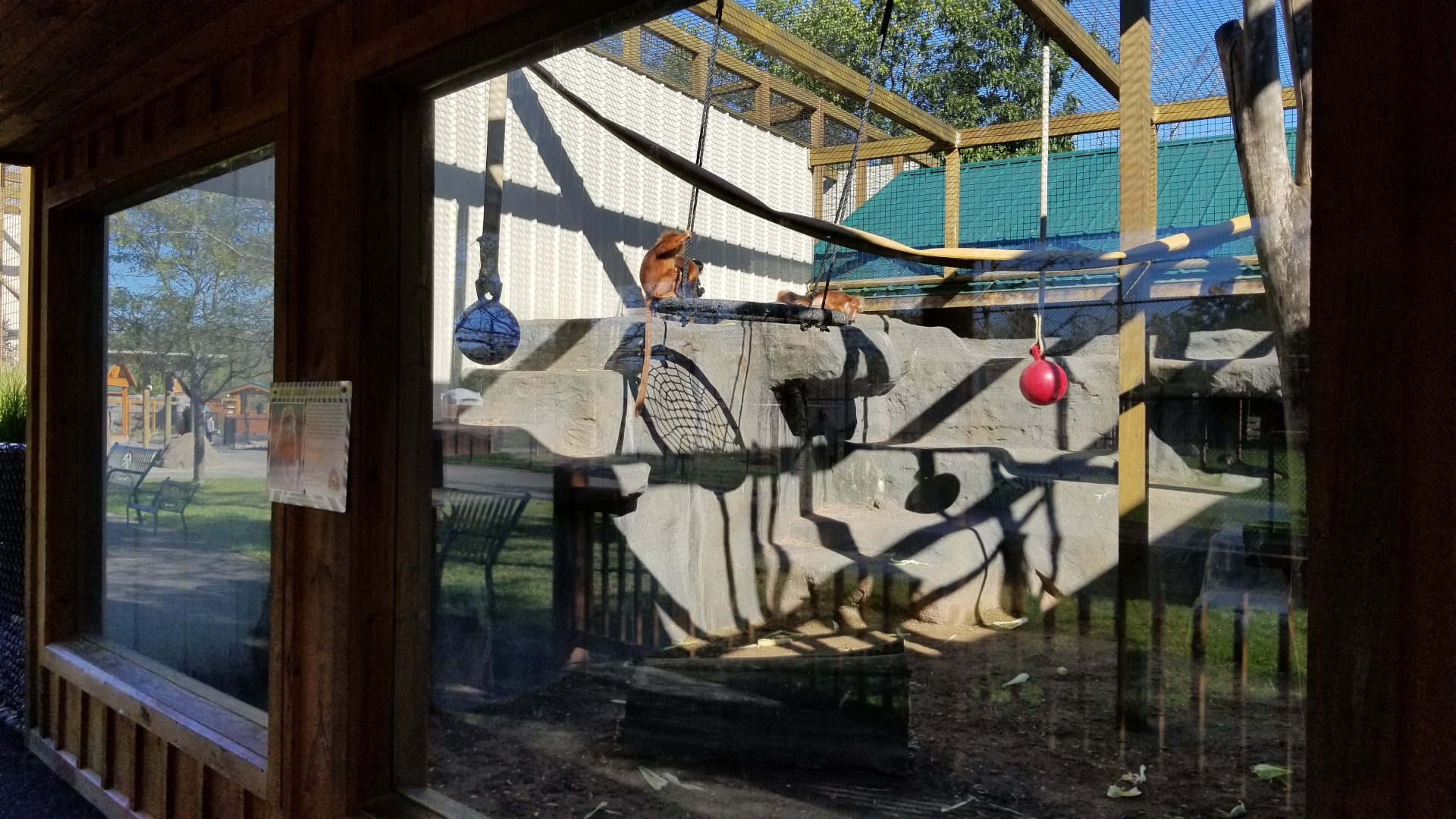 Wild Animal Park - Javan langur