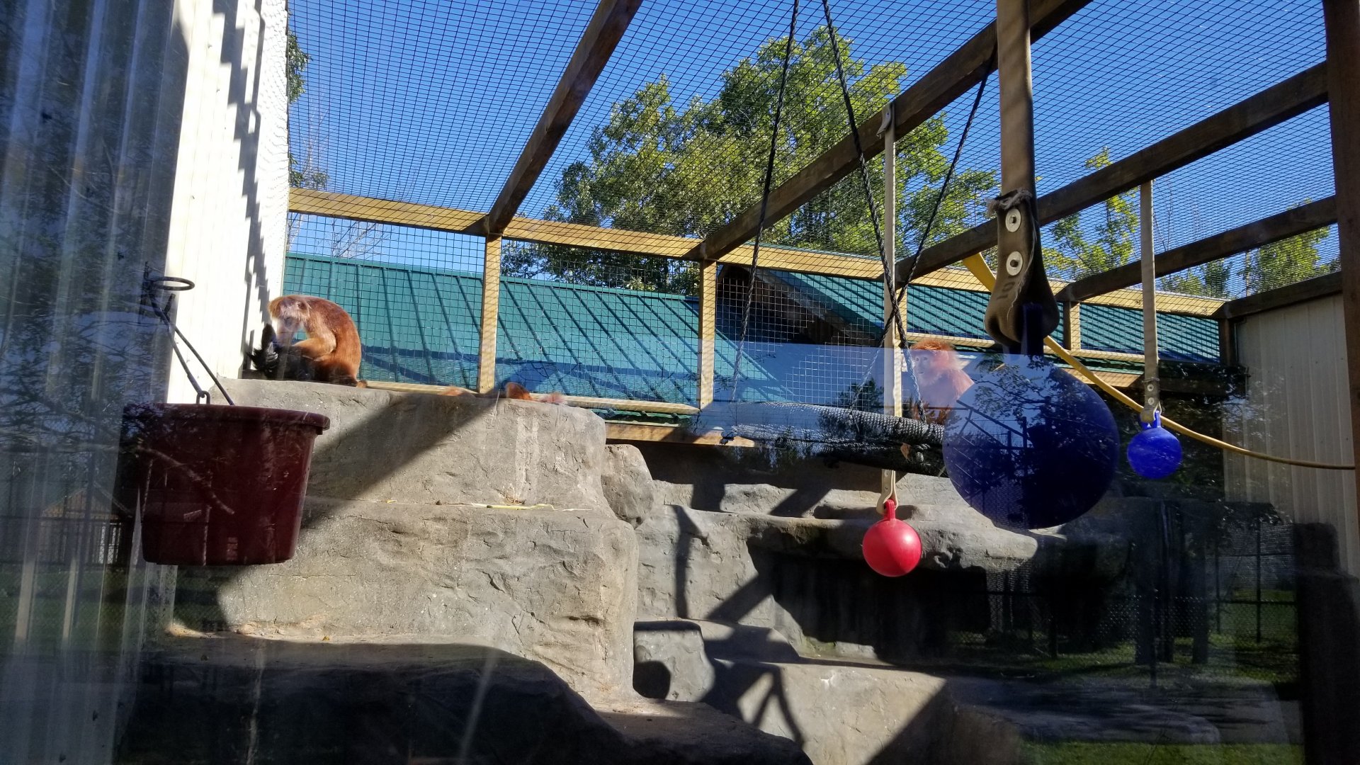 Wild Animal Park - Javan langur