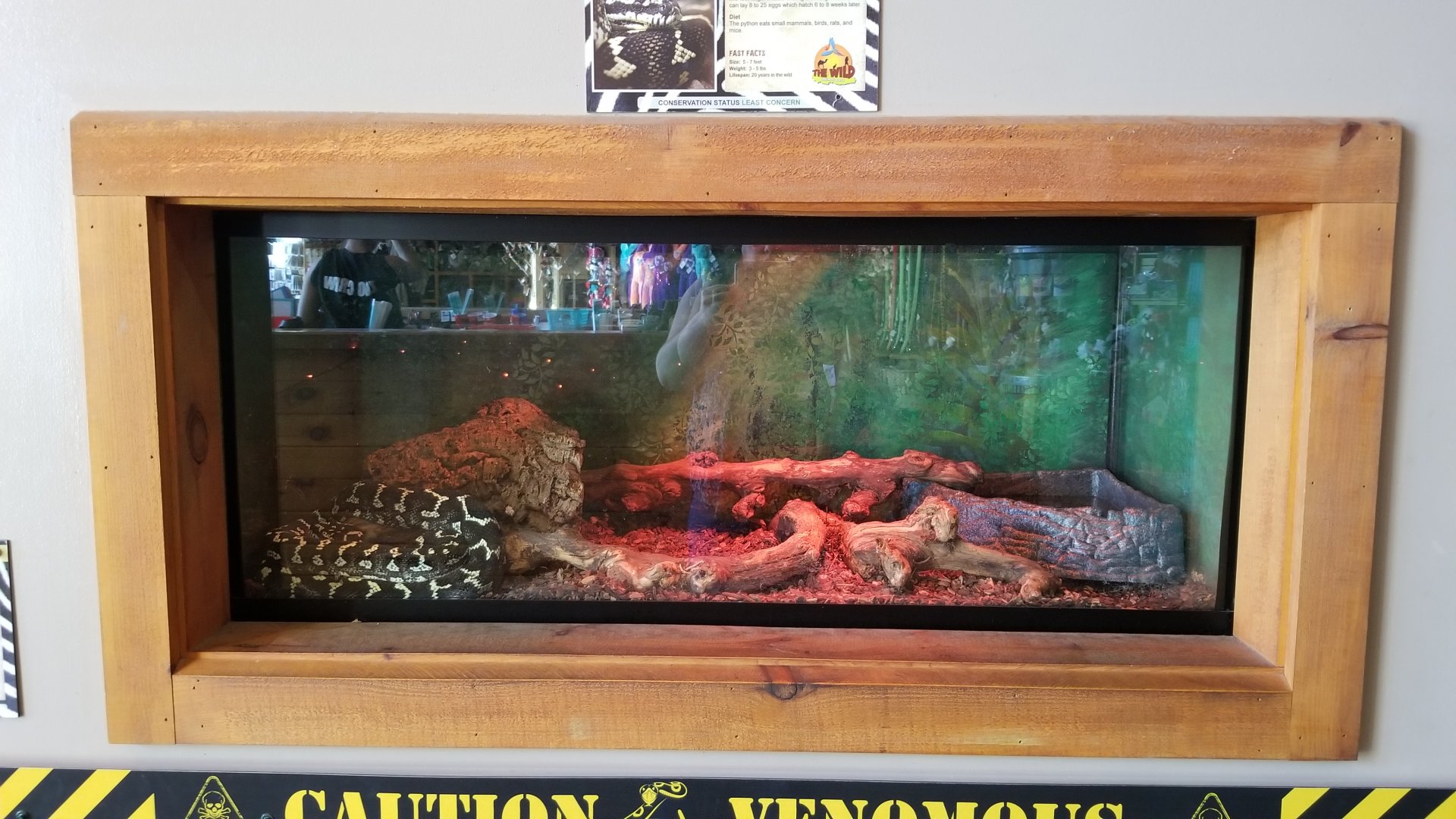 Wild Animal Park - Jungle carpet python