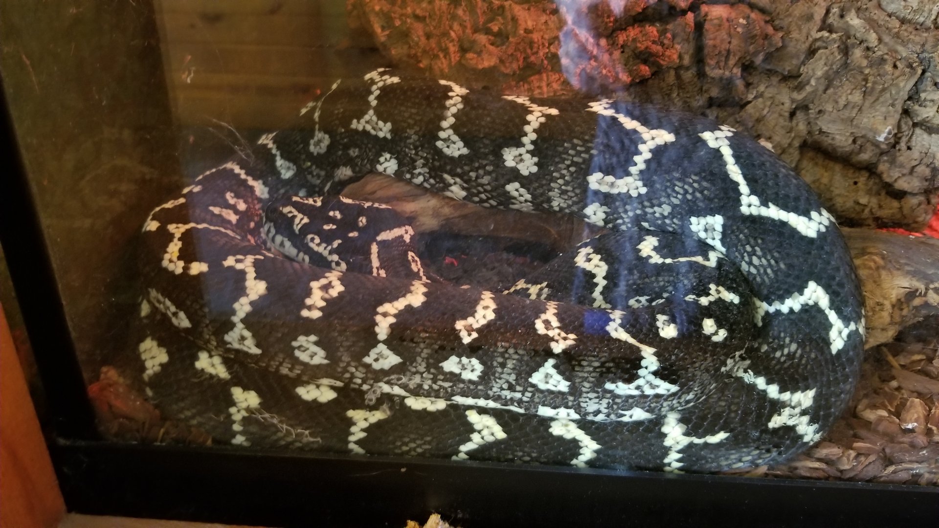 Wild Animal Park - Jungle carpet python