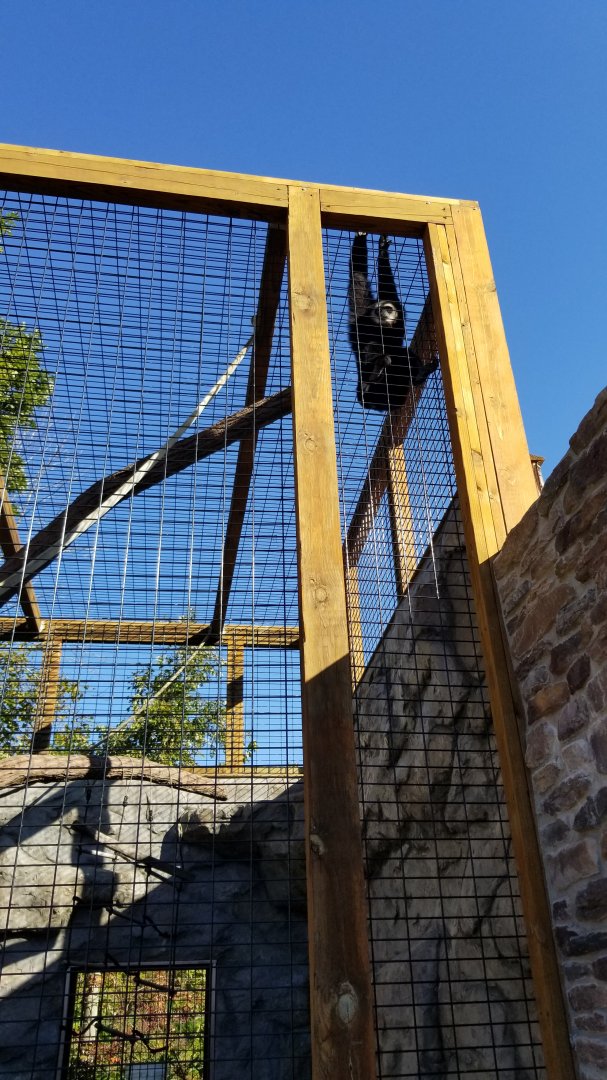 Wild Animal Park - Lar gibbon