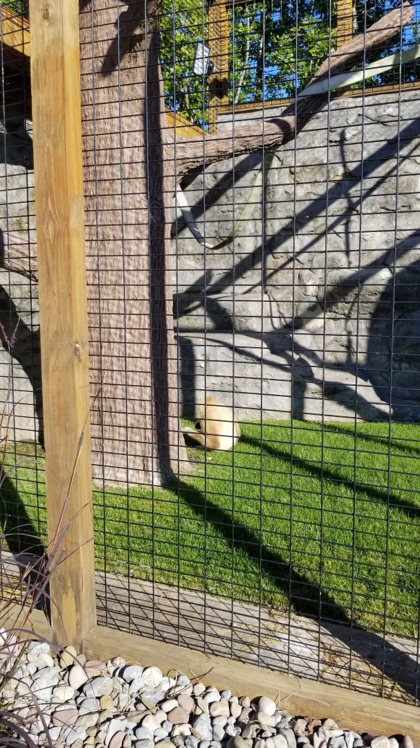 Wild Animal Park - Lar gibbon