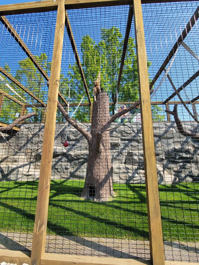Wild Animal Park - Lar gibbons