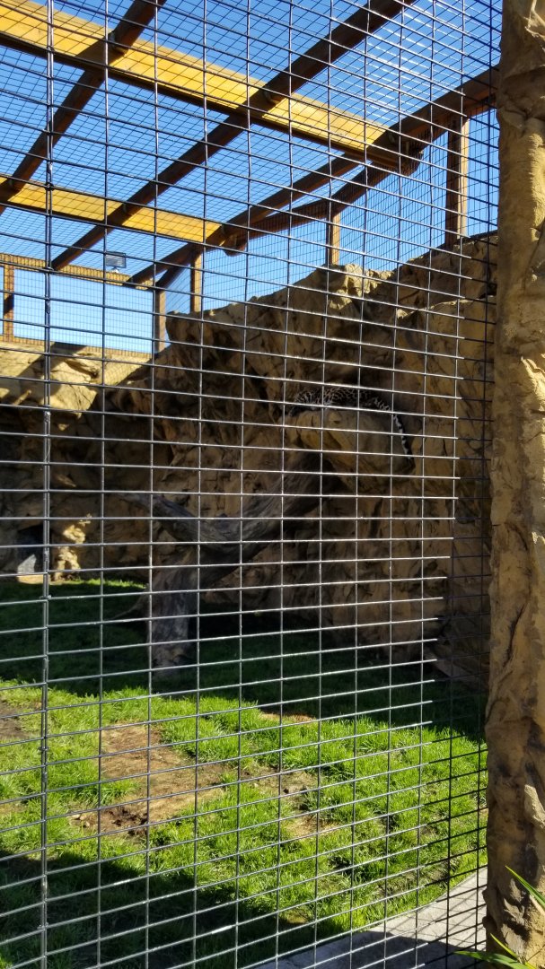 Wild Animal Park - Leopards