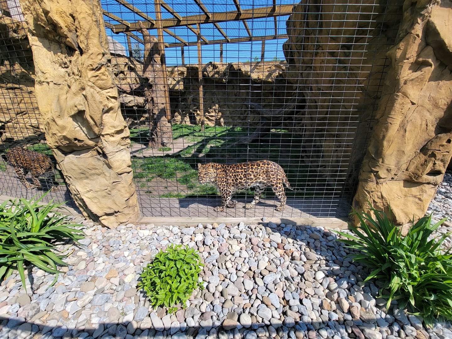 Wild Animal Park - Leopards