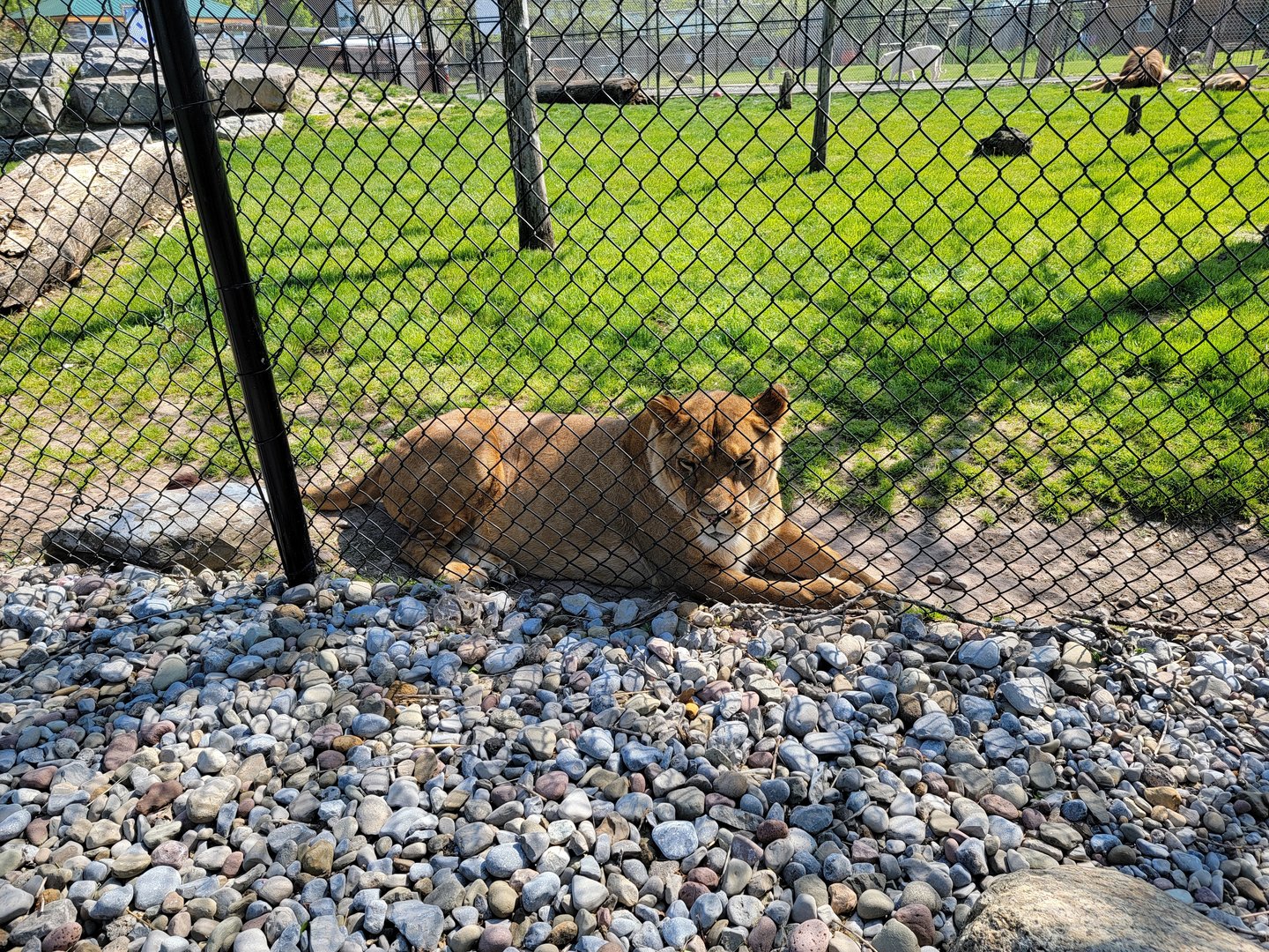 Wild Animal Park - Lioness