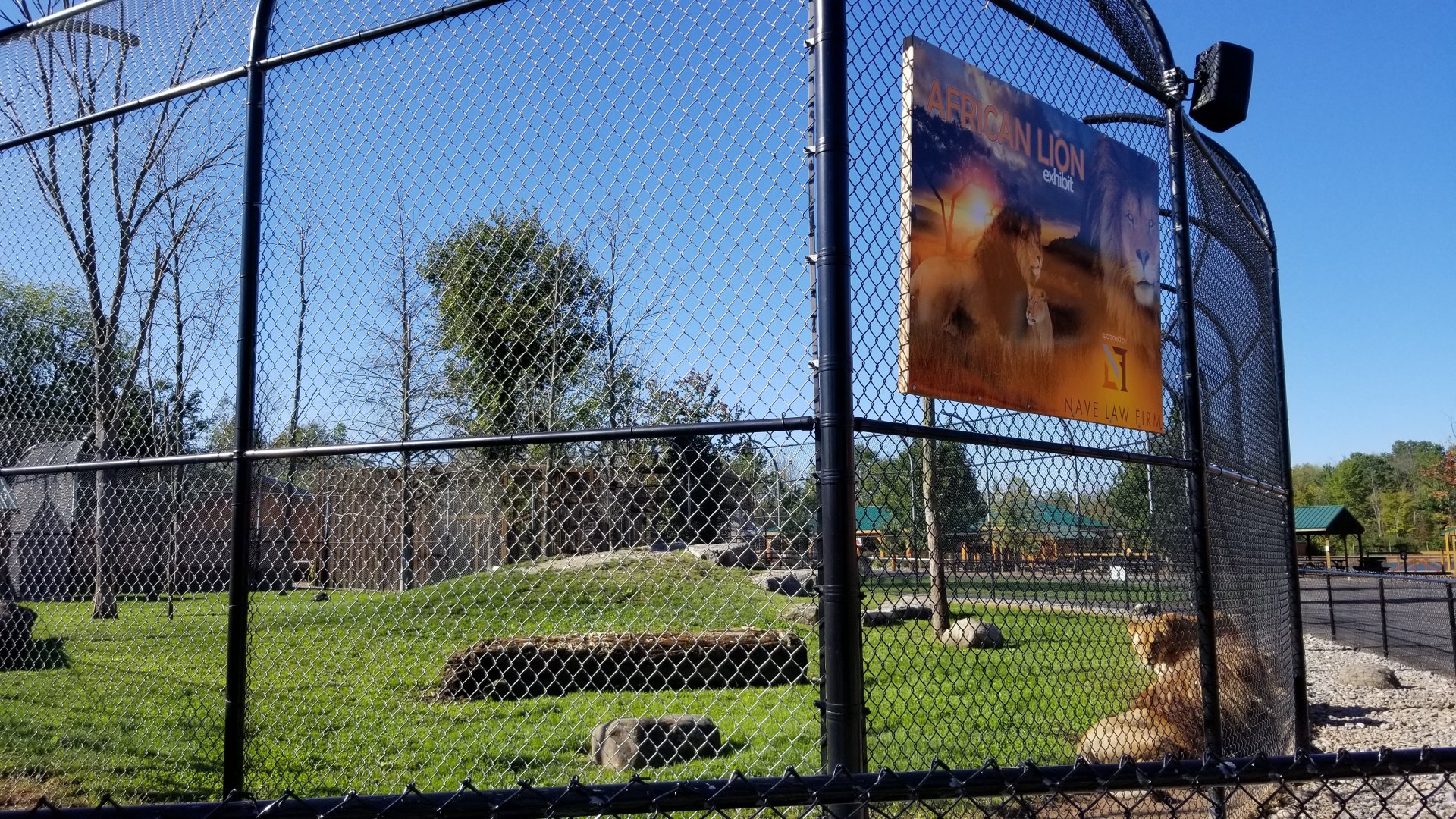Wild Animal Park - Lions