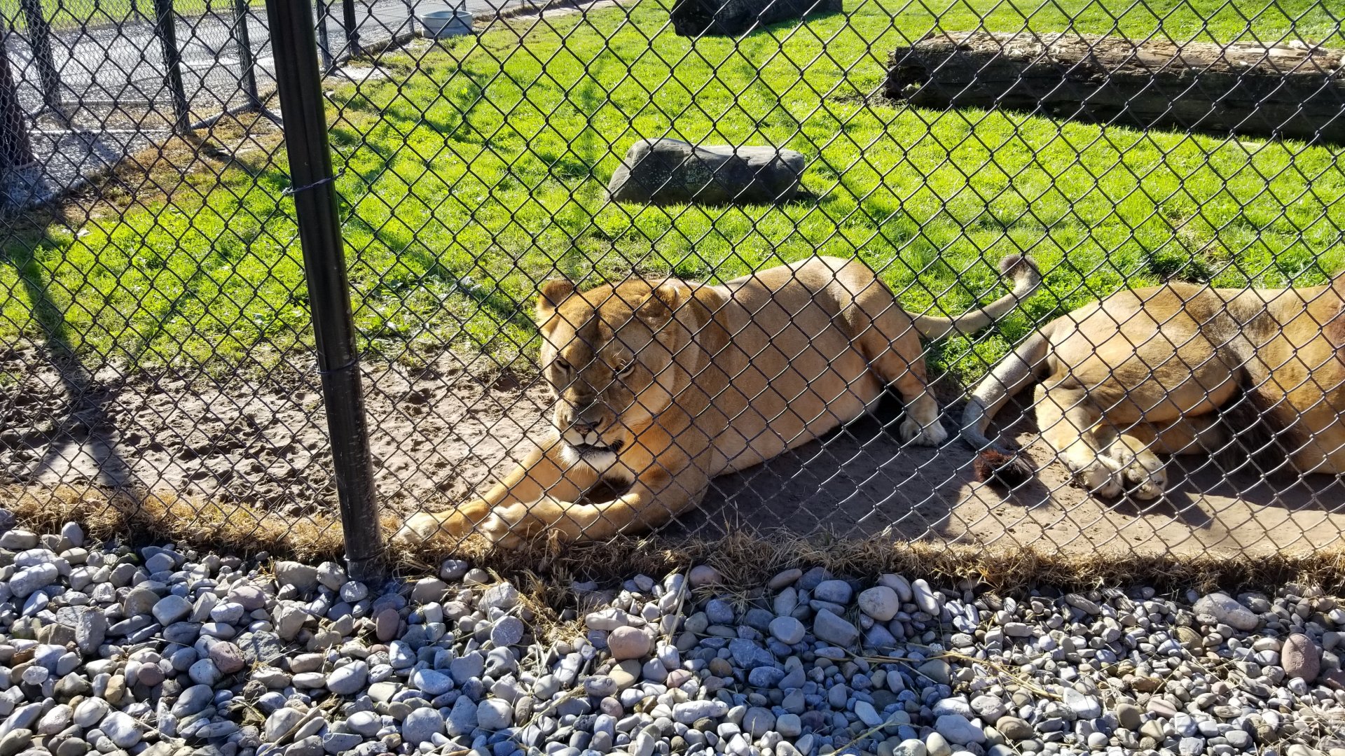 Wild Animal Park - Lions