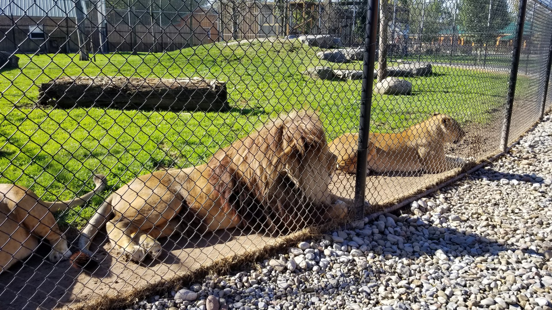 Wild Animal Park - Lions