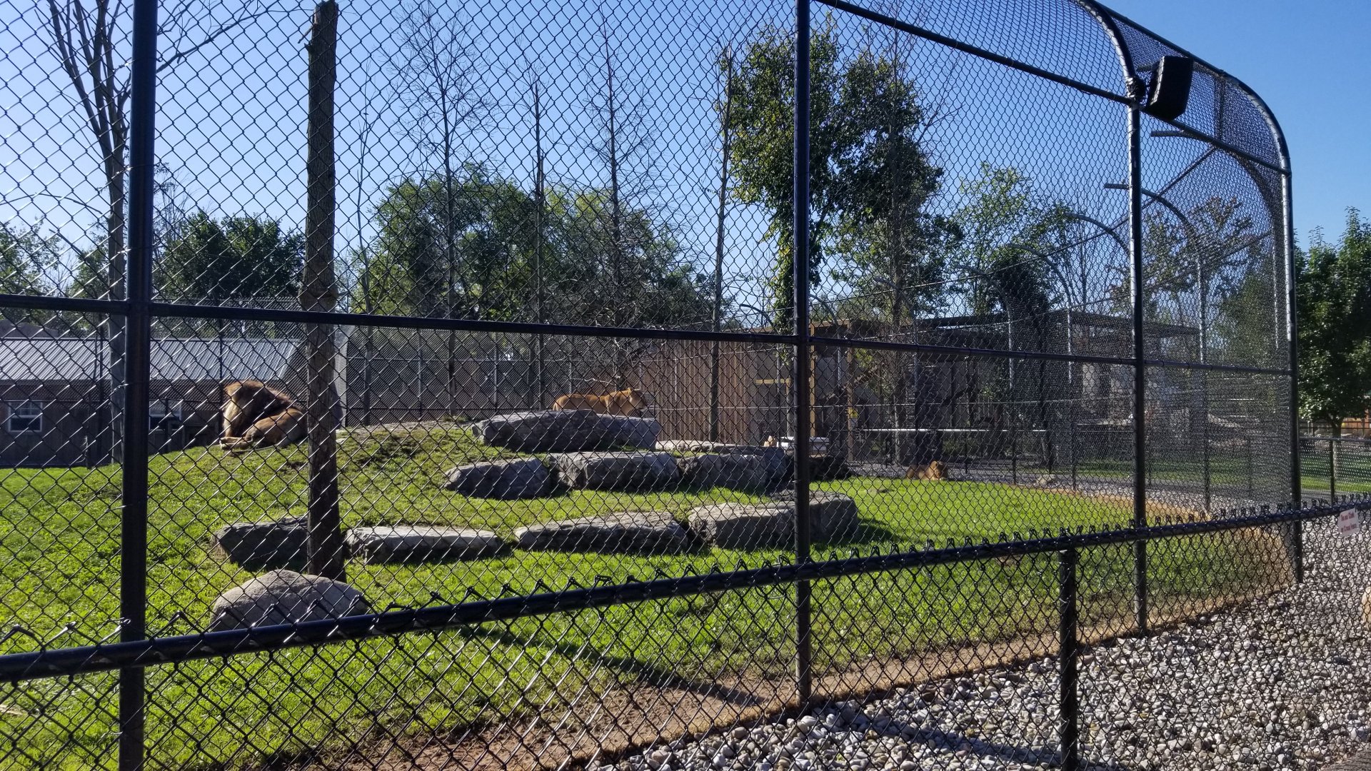 Wild Animal Park - Lions