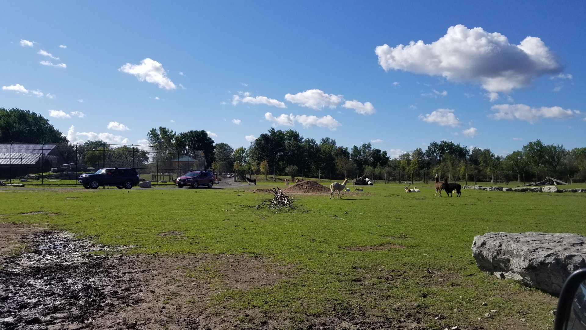 Wild Animal Park - Llamas