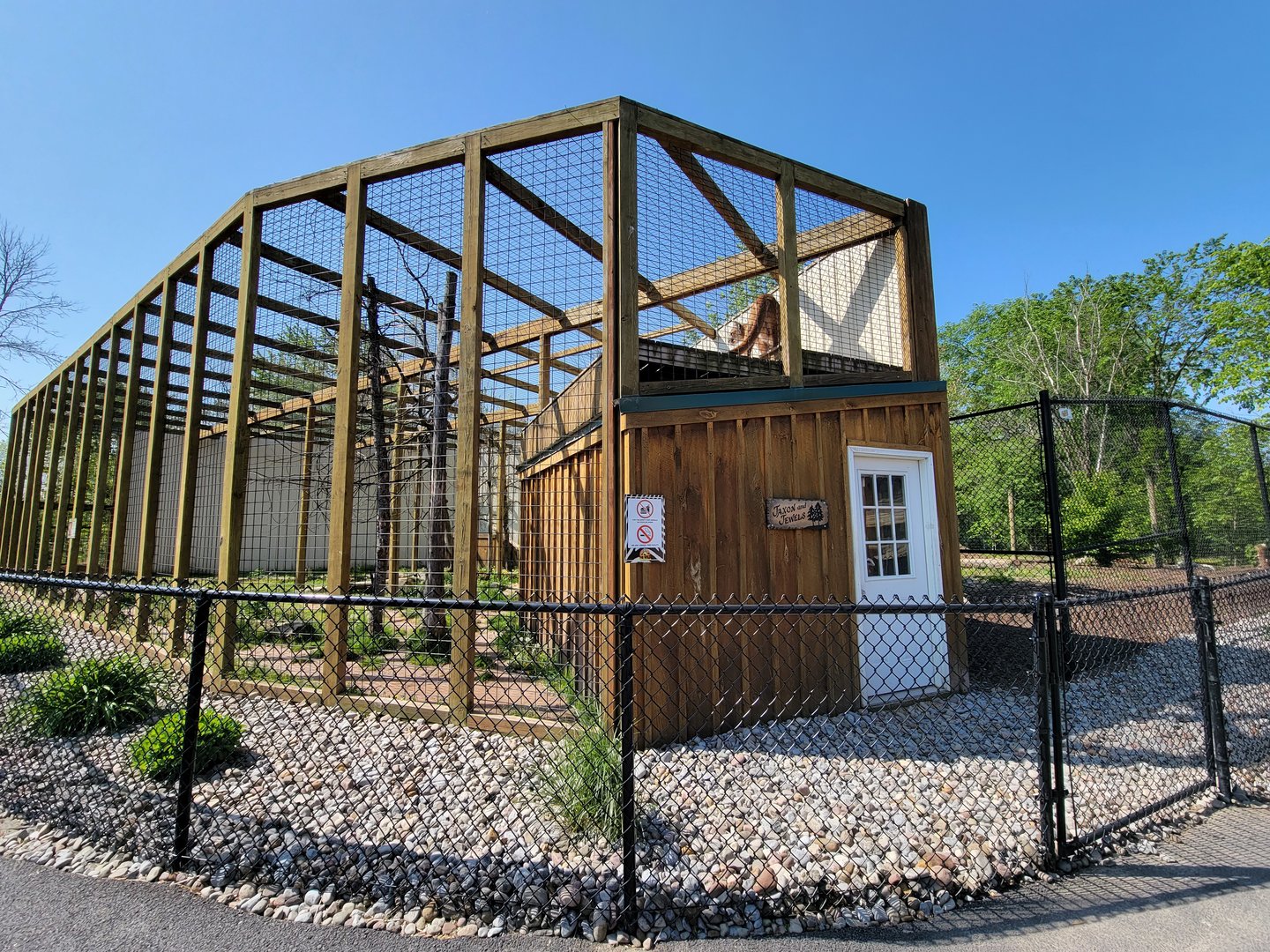 Wild Animal Park - Mountain lion watching from above