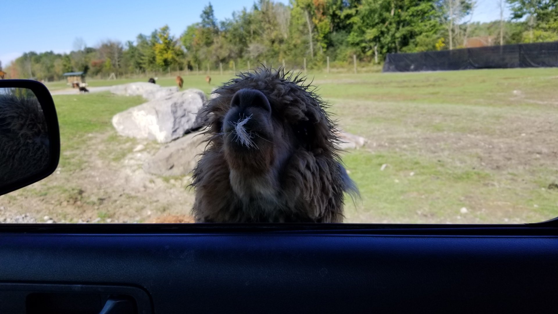 Wild Animal Park - Mouth full of fallow deer fur