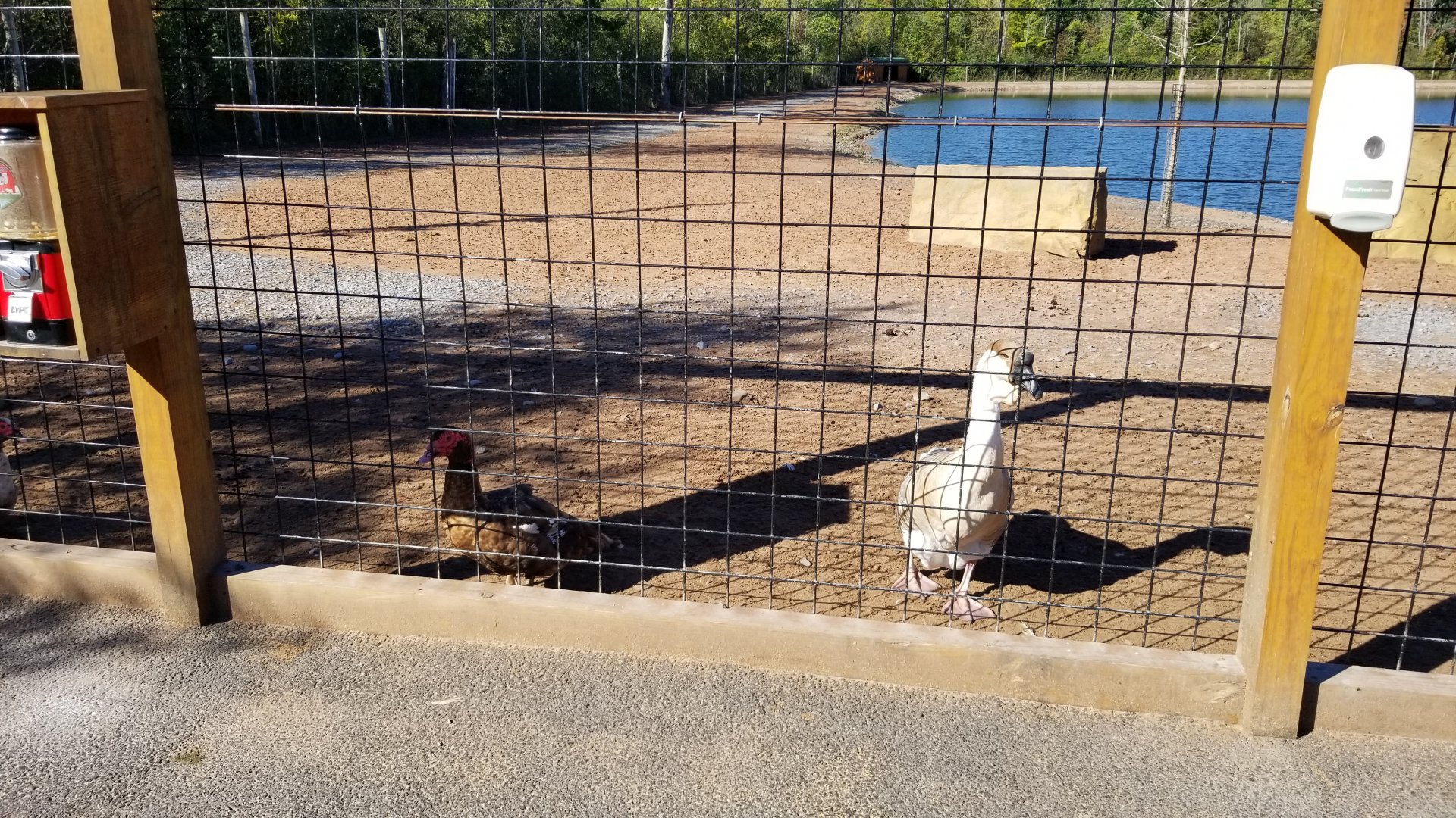 Wild Animal Park - Muscovy duck, domestic goose, bar headed goose
