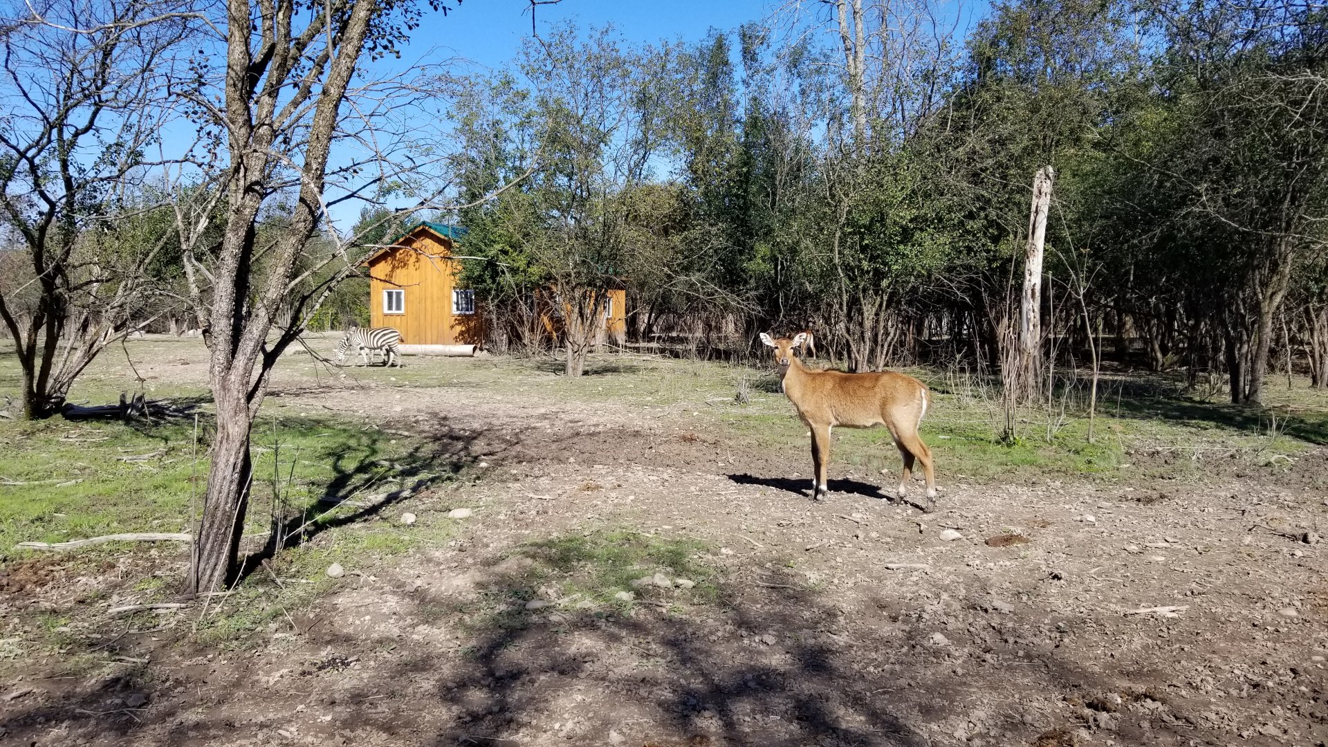 Wild Animal Park - Nilgai, zebra