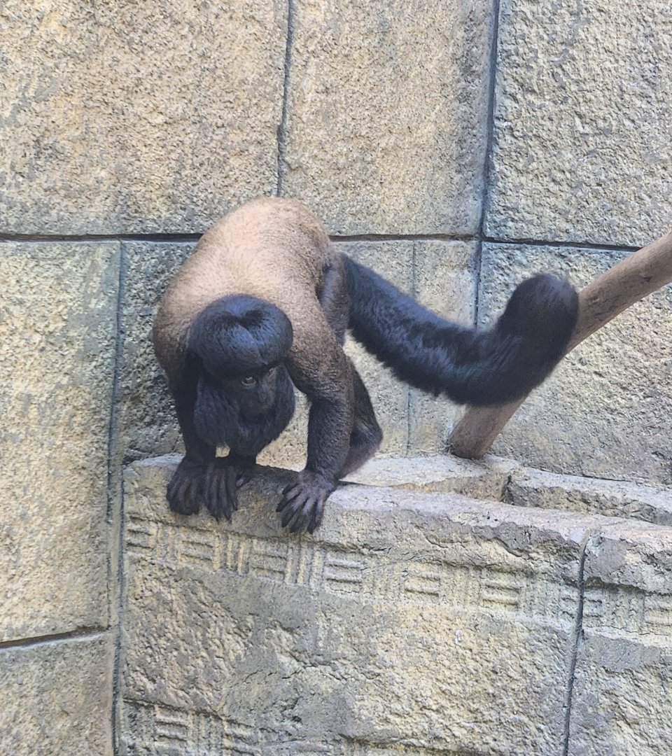 Wild Animal Park (NY) - Bearded Saki