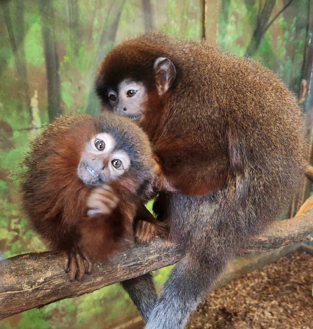 Wild Animal Park (NY) - Coppery Titi