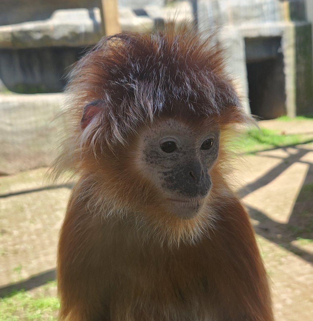 Wild Animal Park (NY) - Javan Lutung